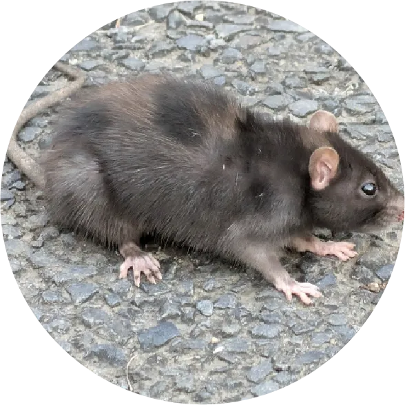 経済的な被害の画像